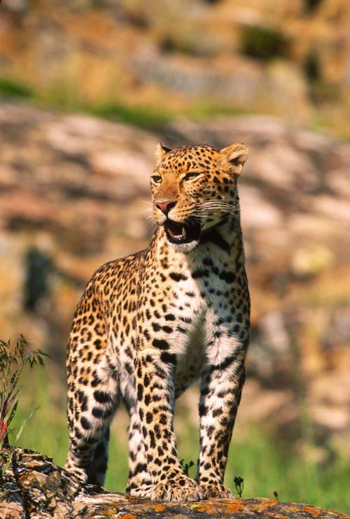 Growling Leopard